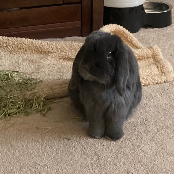 Meet your Posher, Nancy - Picture 1 of 1